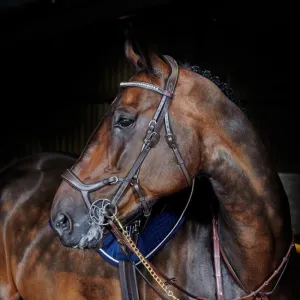 John Whitaker Chicago Perforated Anatomic Bridle (inc. 9-Loop Rubber Reins)