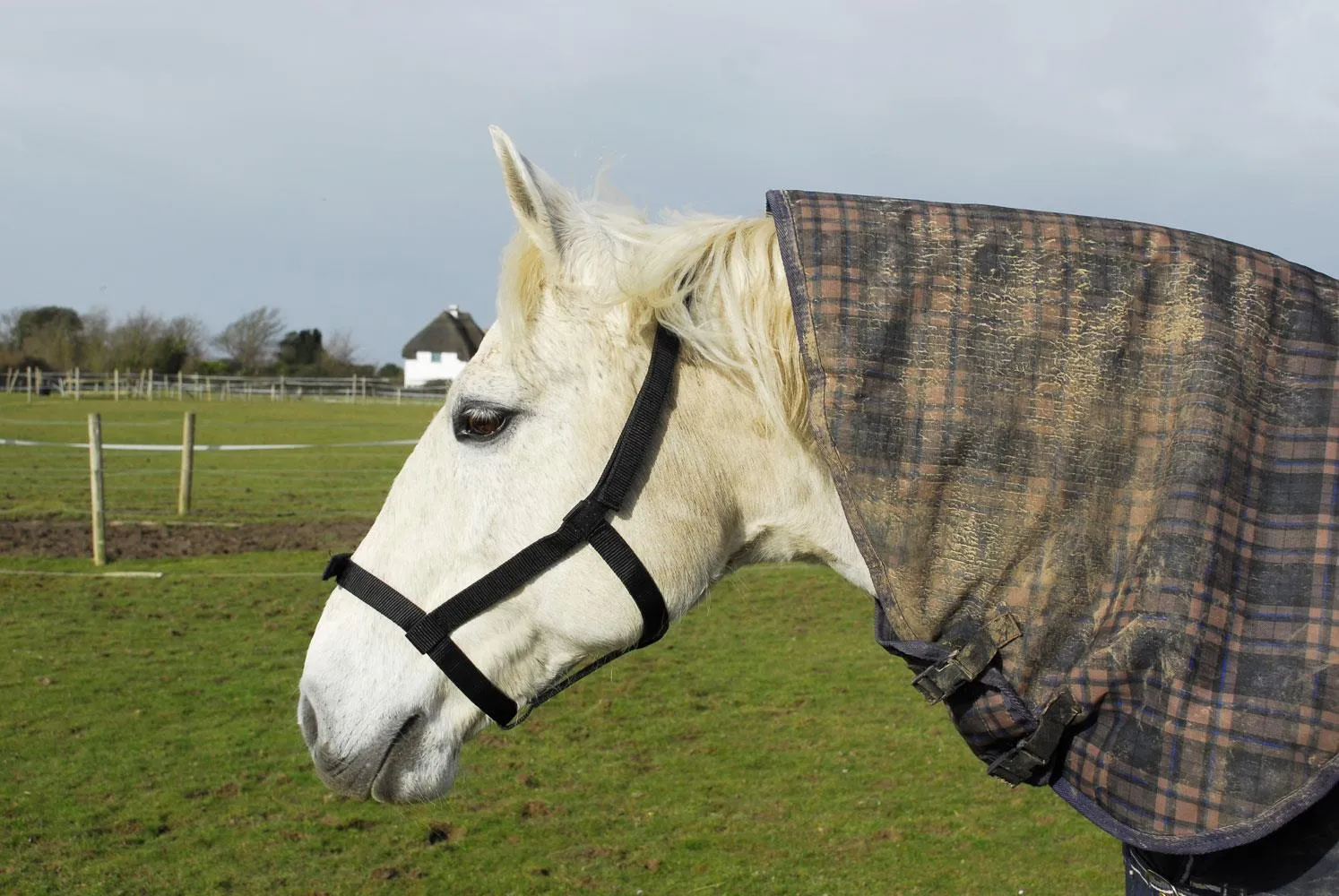 Rhinegold Field Safe Headcollar